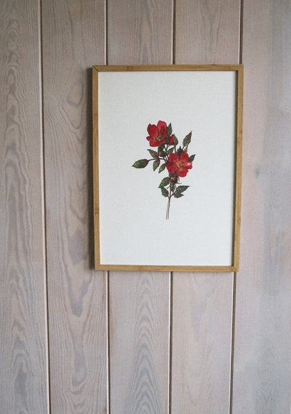Red roses ART PRINT/wall decor