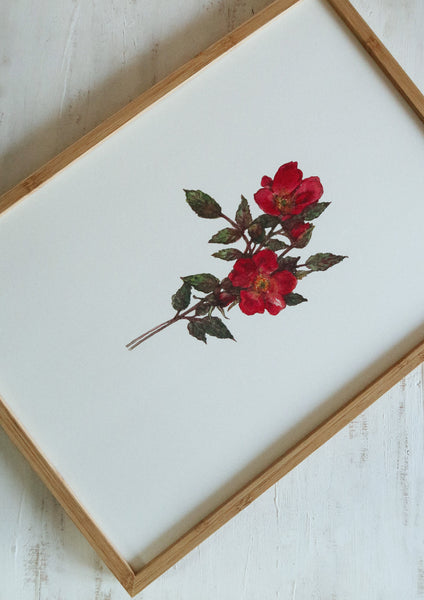 Red roses ART PRINT/wall decor