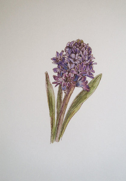 Blue hyacinth ART PRINT/wall decor