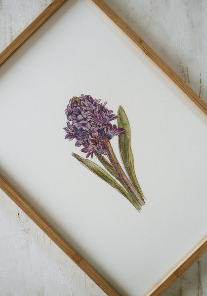 Blue hyacinth ART PRINT/wall decor
