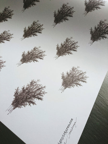 Spruce branches white wrapping paper