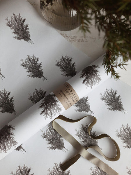 Spruce branches white wrapping paper